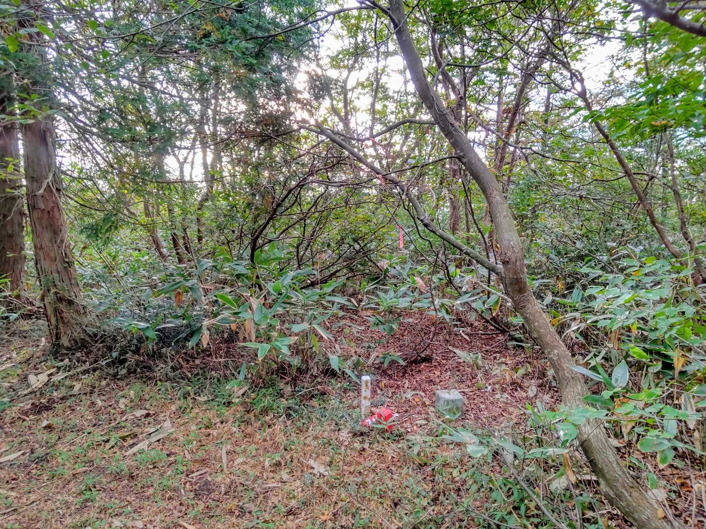 井屋山の山頂到着😄
標識はないが、三角点はあり▲
眺望なし。
