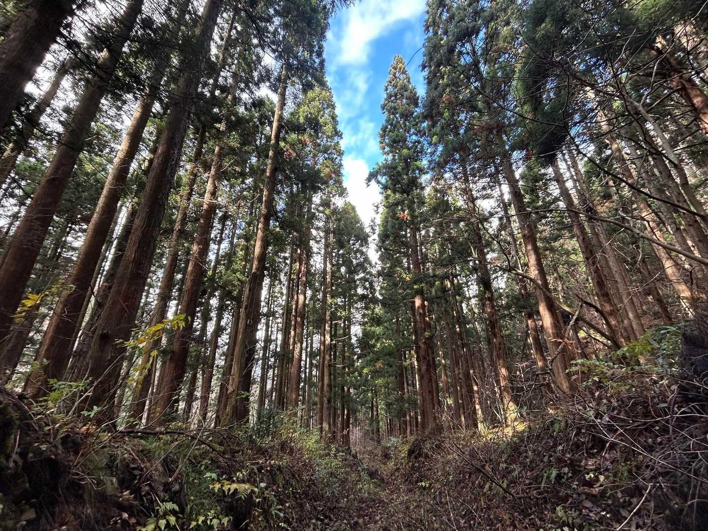 雁戸山 往復コースの写真