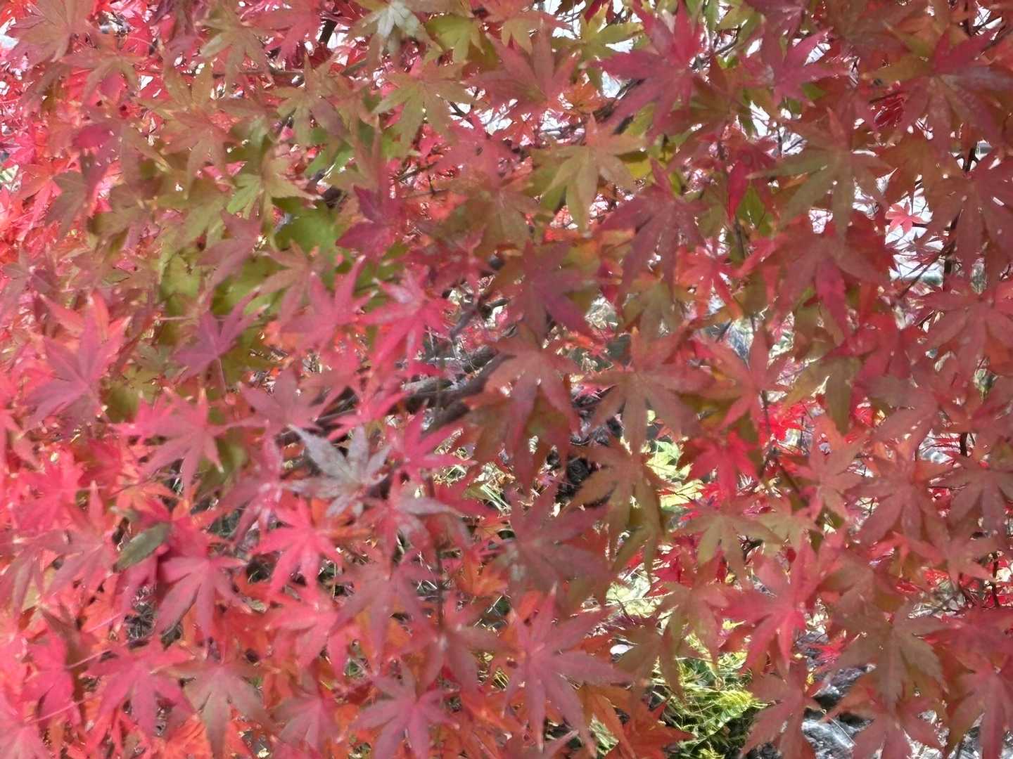 　　　この色合いも好き（╹◡╹）♡