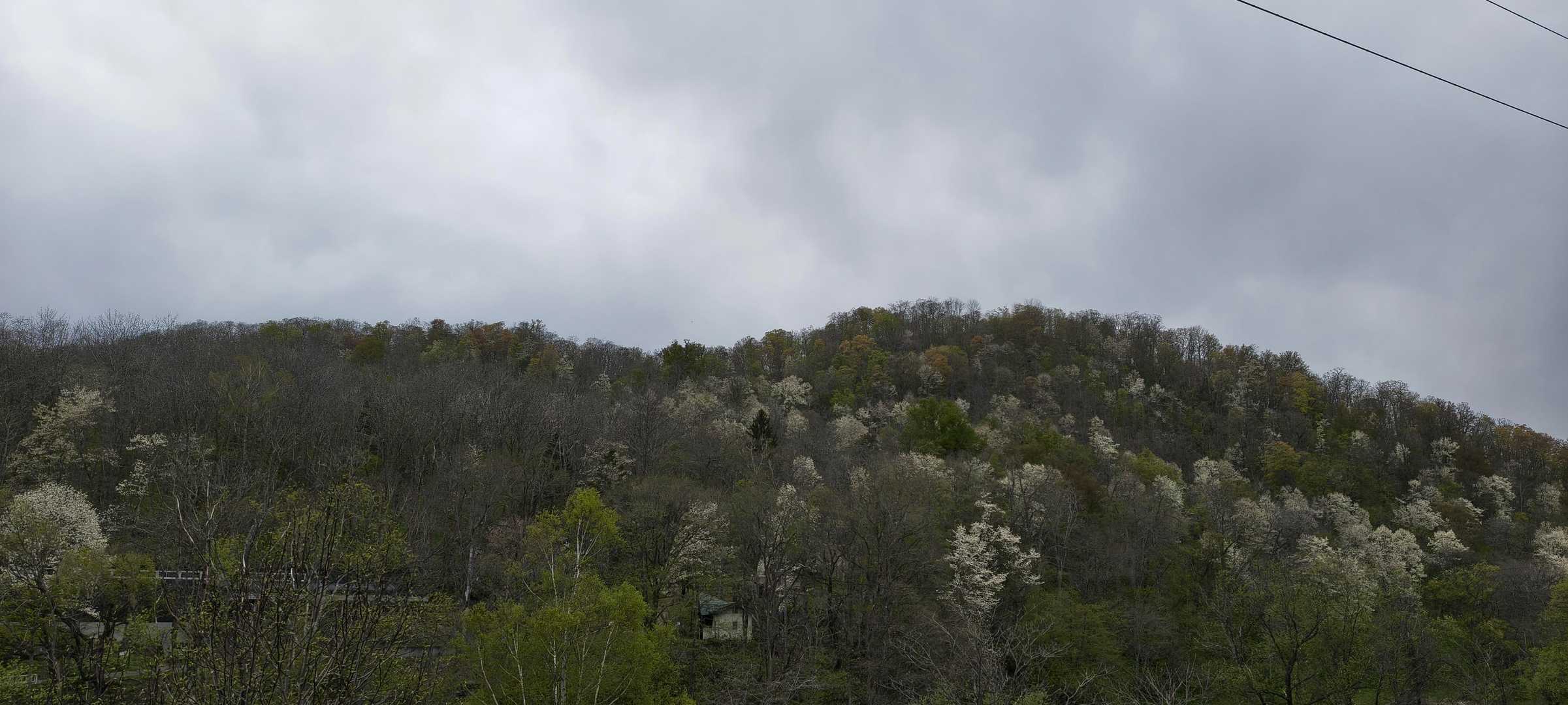 嵐山-近文山 往復コースの写真