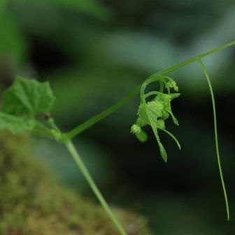 花はまだまだこれから増えますよ