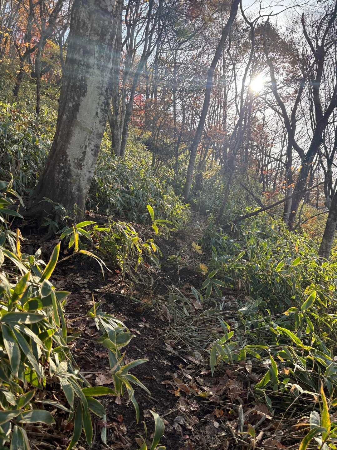 登山道は狭いですが非常に歩きやすいです👌