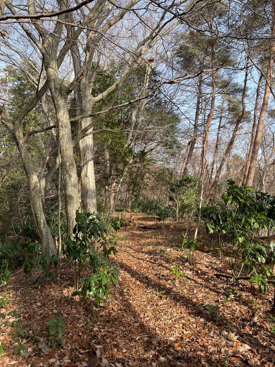 歩きやすい登山道