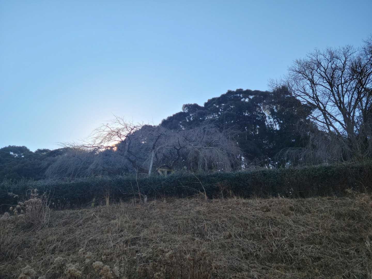 咲いたら綺麗✴️だろーなぁ😃