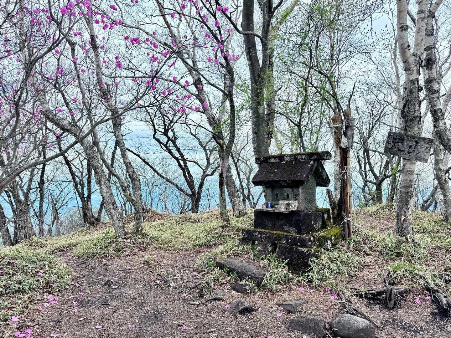 荒山山頂
アカヤシオ咲く