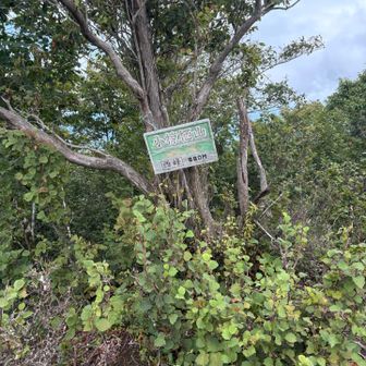 オグラス西峰山頂