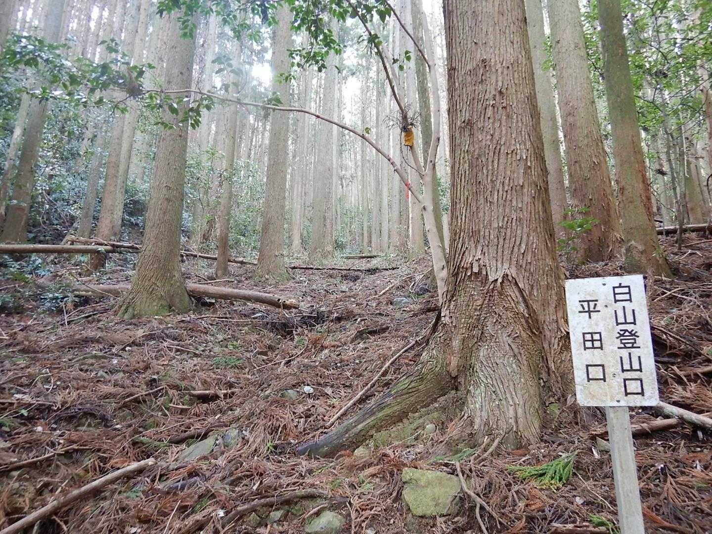白山登山口平田口-白山 往復コースの写真