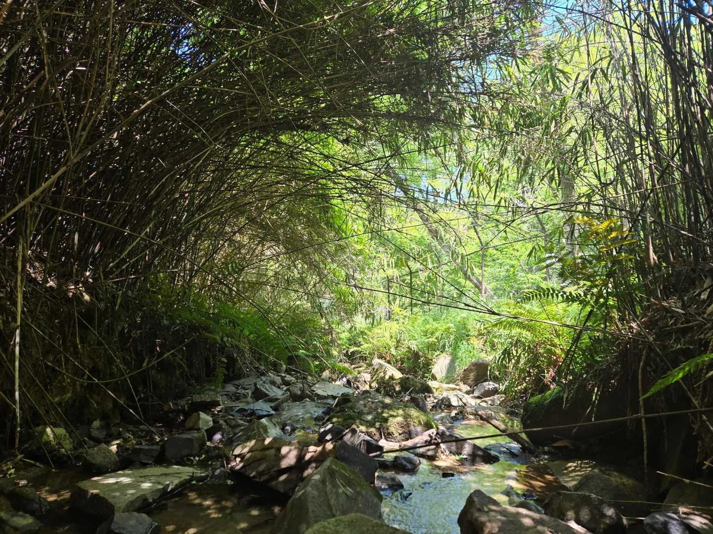 木々のトンネルの中を流れる川…通り抜ける風が気持ちいい✨️(*ˊ˘ˋ*)✨️
