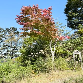 広場脇の紅葉。