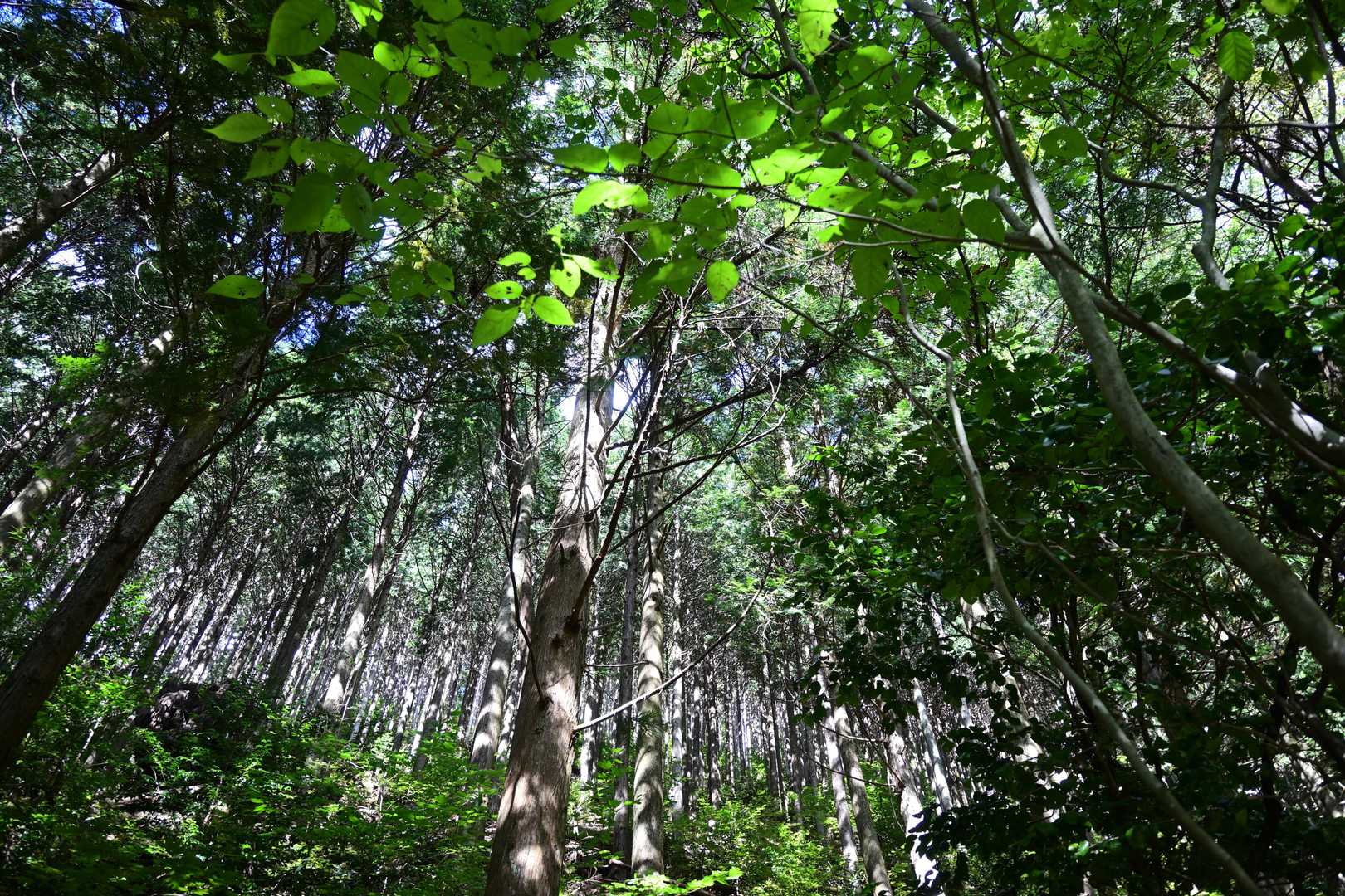 登りはきついですが、樹林帯歩きは無心になれるので心地よい。