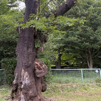 荒ぶってこぶってる