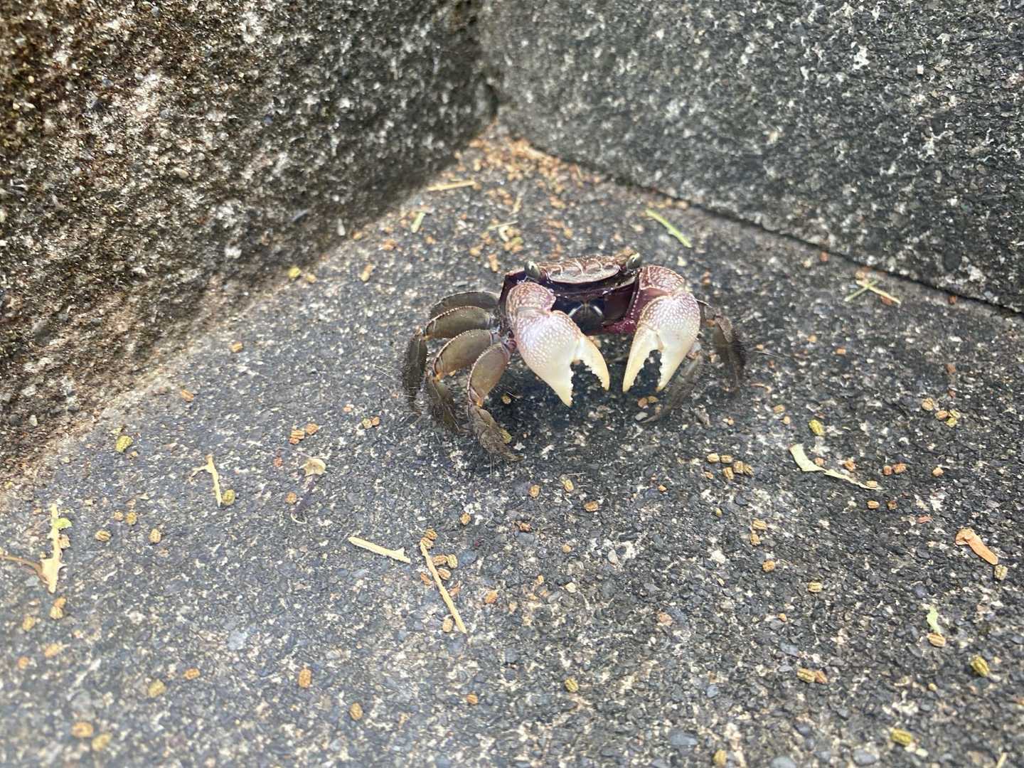 神社裏から千穂ヶ峯⛰️へ。
登山口でなぜか威嚇する沢ガニ🦀と遭遇。