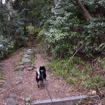 その後、裏山の登山道をちょっとだけ下見のつもりが