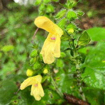 キバナアキギリ（黄花秋桐）　花言葉『感謝』
いつもありがとう✨