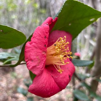 国上山、いいお山でした！