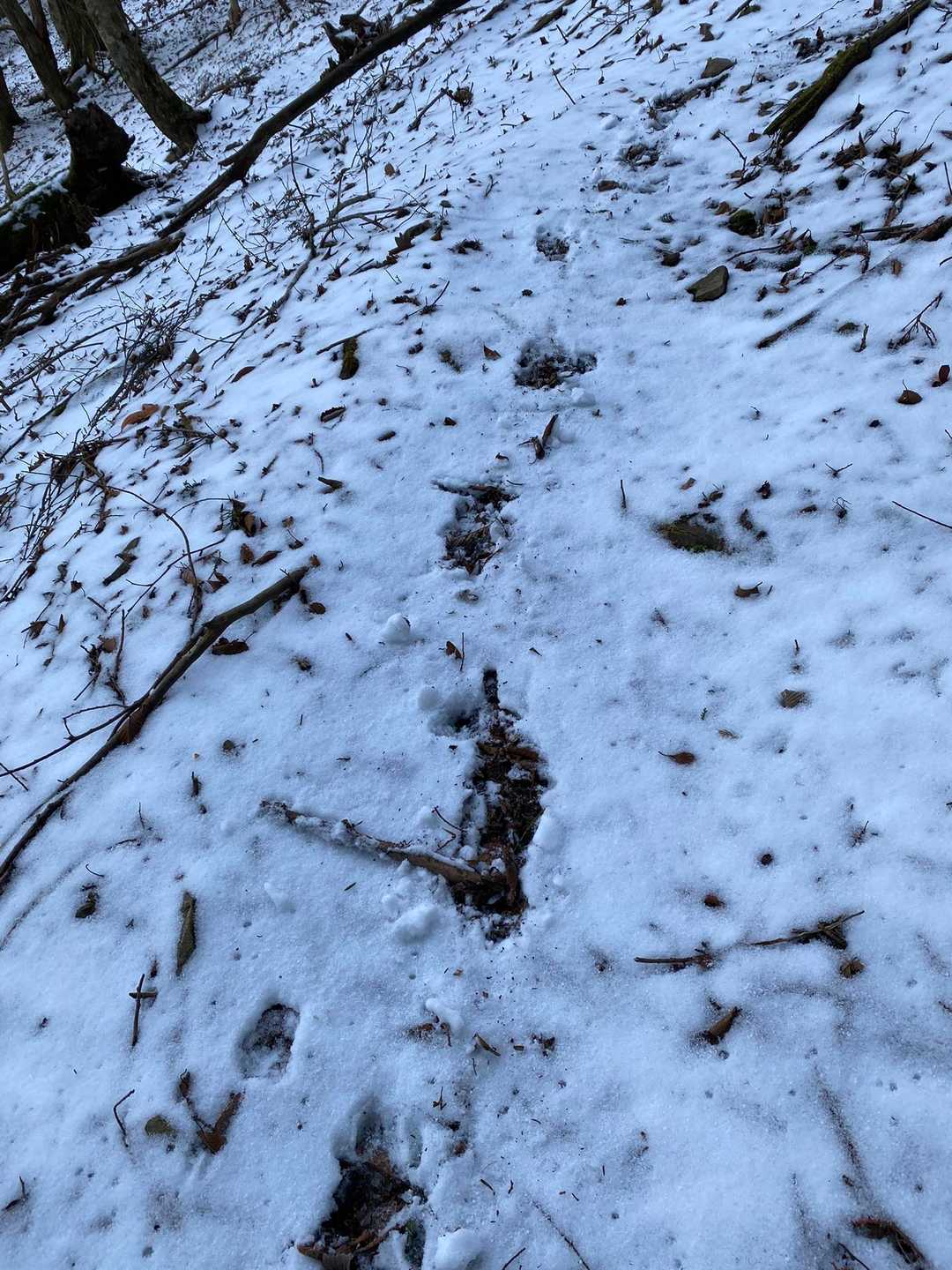 ☆余談だが、気になったのが「雪」の足跡。
手のひらぐらいで指があり　４０センチ間隔の足跡って？「熊？」

これ見たので、山頂制覇後、すぐに下山した。😰😭😨