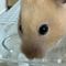 pipi🐹