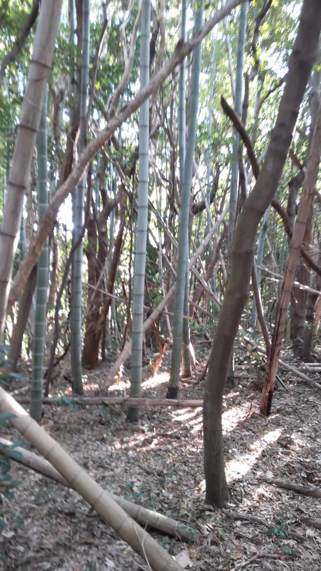朝鮮山に到着です！
下山中に『山道は無かったやろ〜』と果樹園の方に笑われました😊