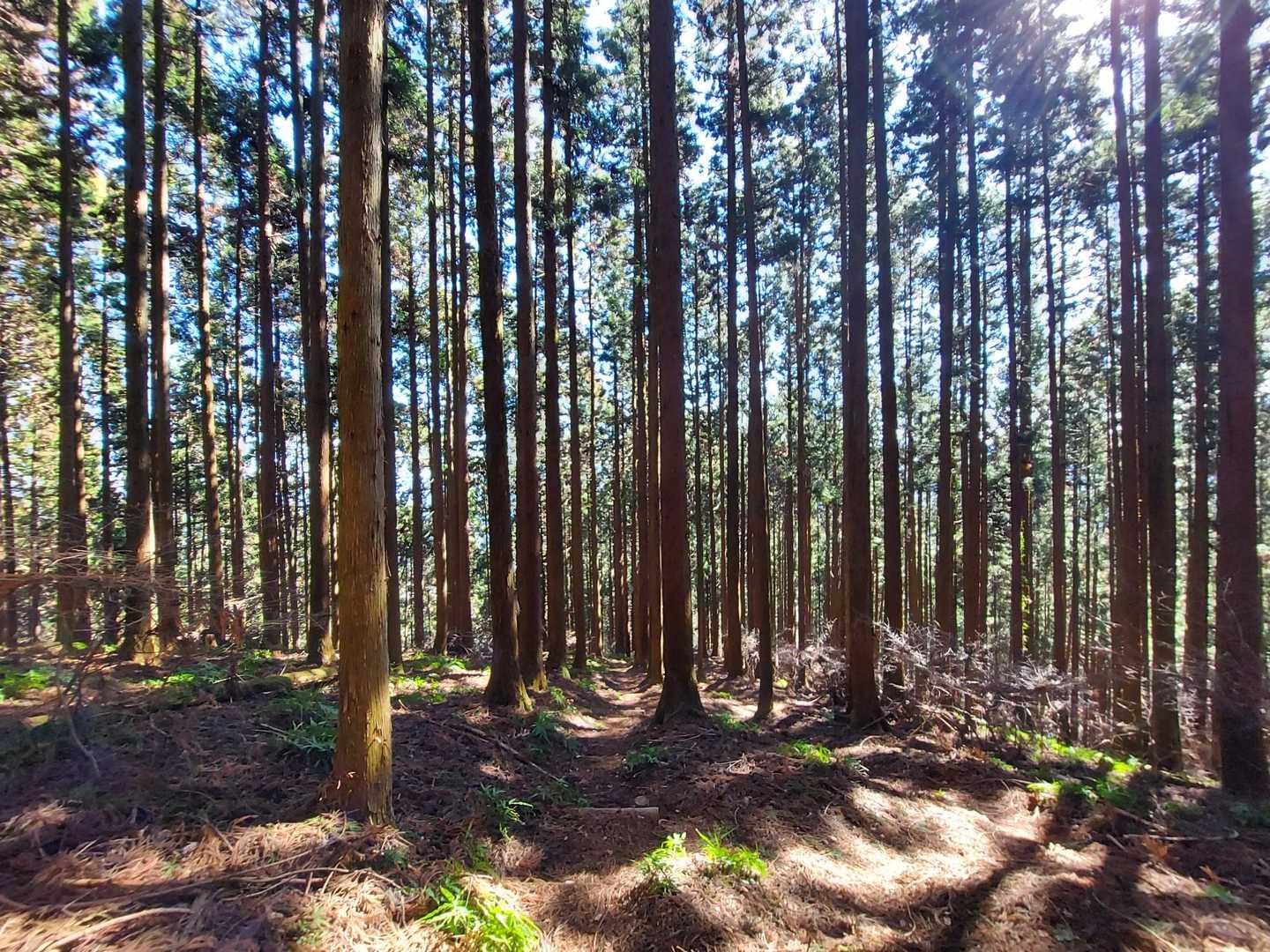 再び杉木立の道のり🌲