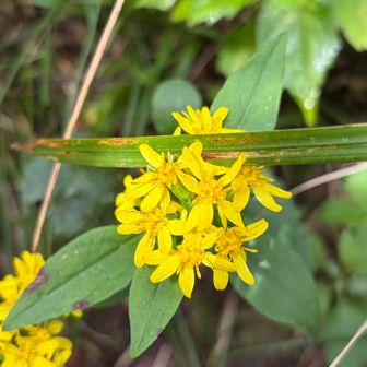 アキノキリンソウ

このあと山頂でオヤツタイム
大量のちっちゃい虫たちに囲まれながらも楽しいひととき😊