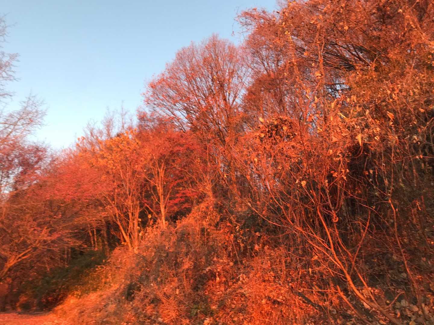 枯れっ葉なのに、めっちゃ綺麗🍁