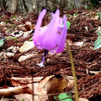 カタクリ