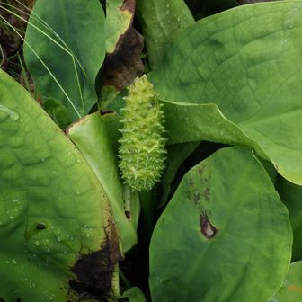 水芭蕉の変貌ぶりたっら‼️