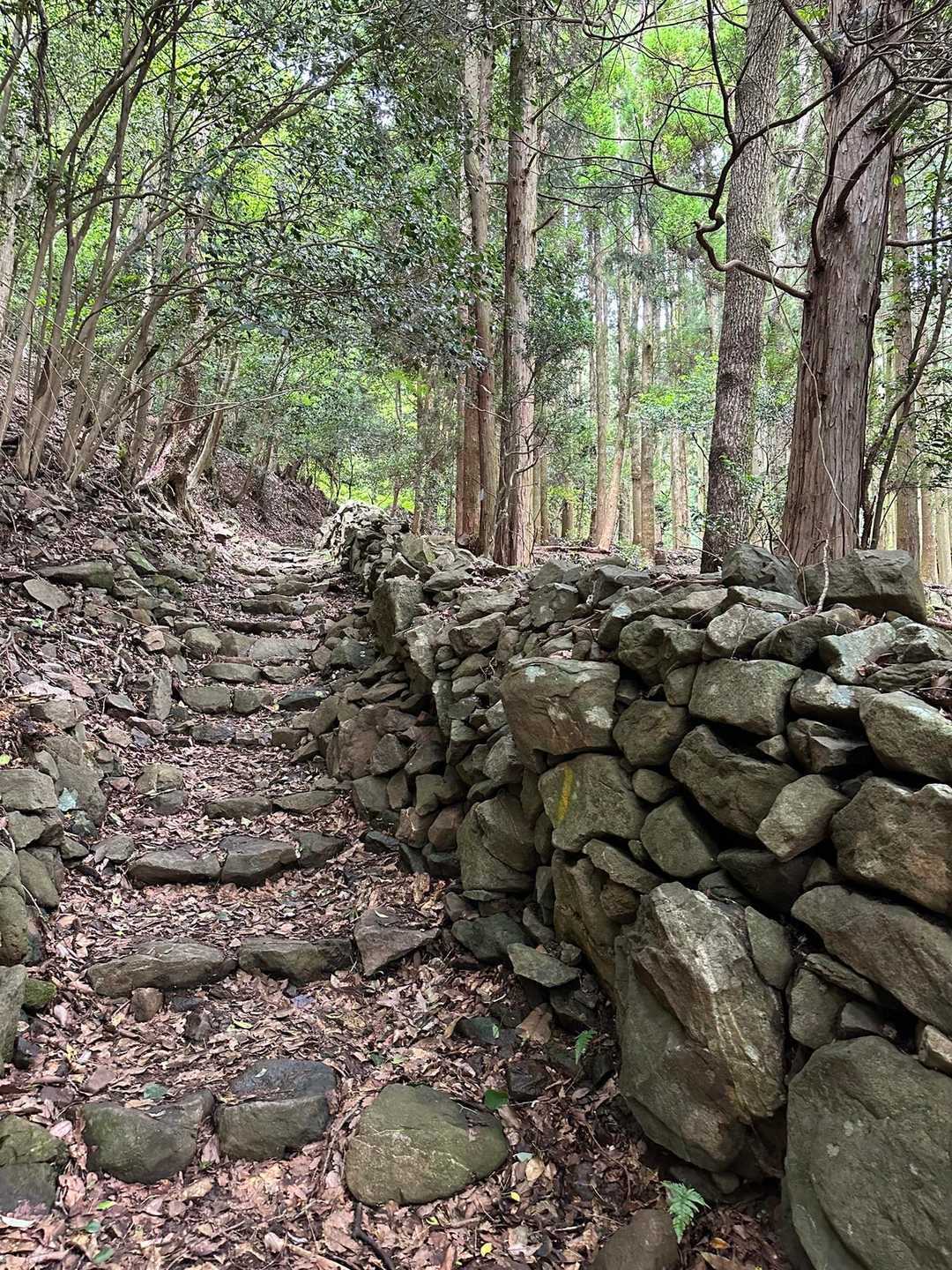 まぁ、序盤はこんな感じの湿度100%あるかと思われるジメジメとした山道🌲を登って行きます☹️