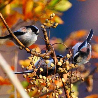 エナガの群れ
漆の実
