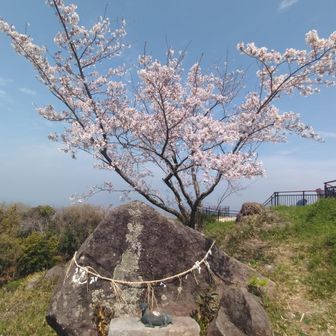 前はもっと桜が有りましたけど、整備されて少なくなりました