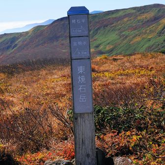 東焼石岳到着。
お花のシーズンは焼石岳より東焼石岳を優先します。お花好きなら当然の選択肢です🤭。