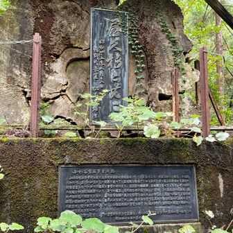 屋久杉と共に