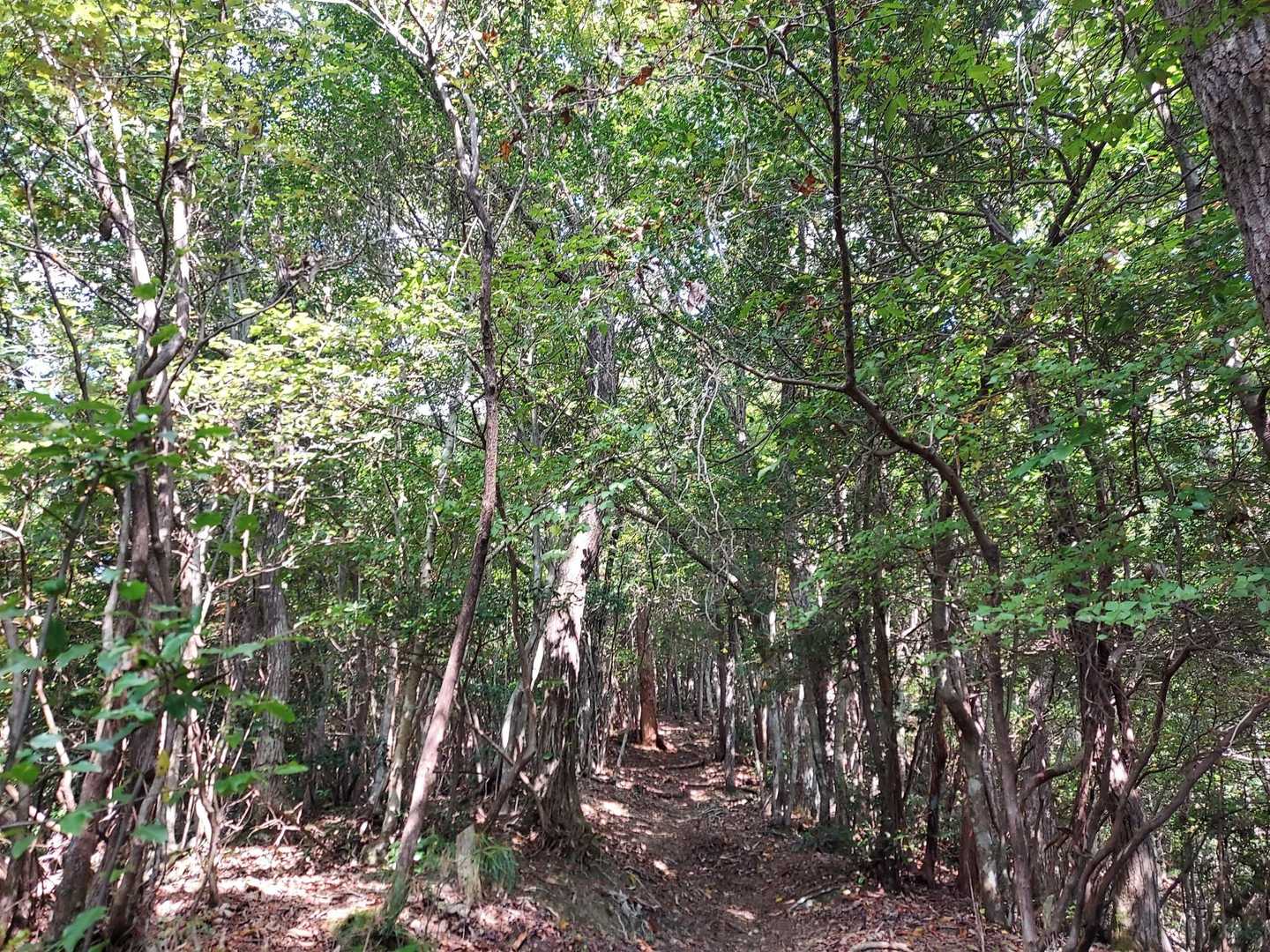 この山の道は明るくていいな。