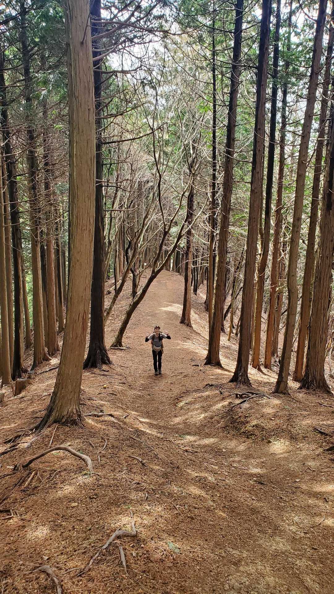 笠山-笠山峠-七重峠-堂平山 往復コースの写真