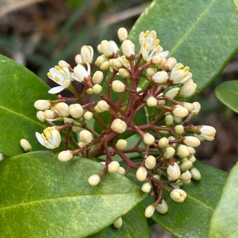 ミヤマシキミも咲き出した。