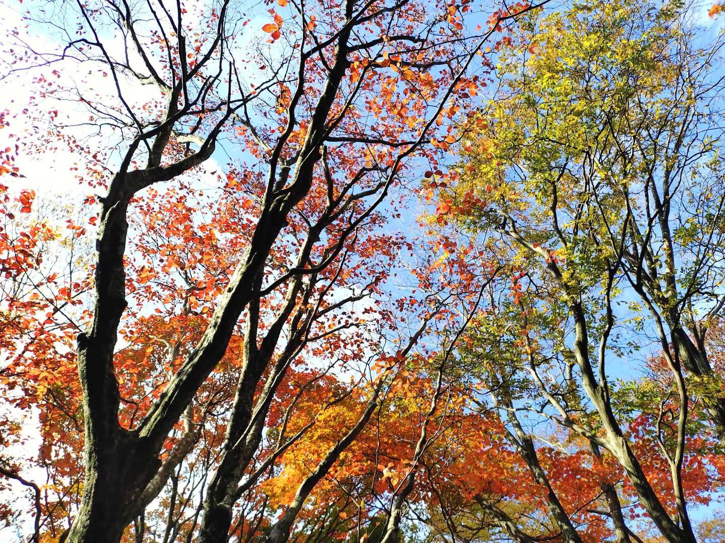 上を見上げると、紅葉がいい感じ✨
よし！元気だしていこー！