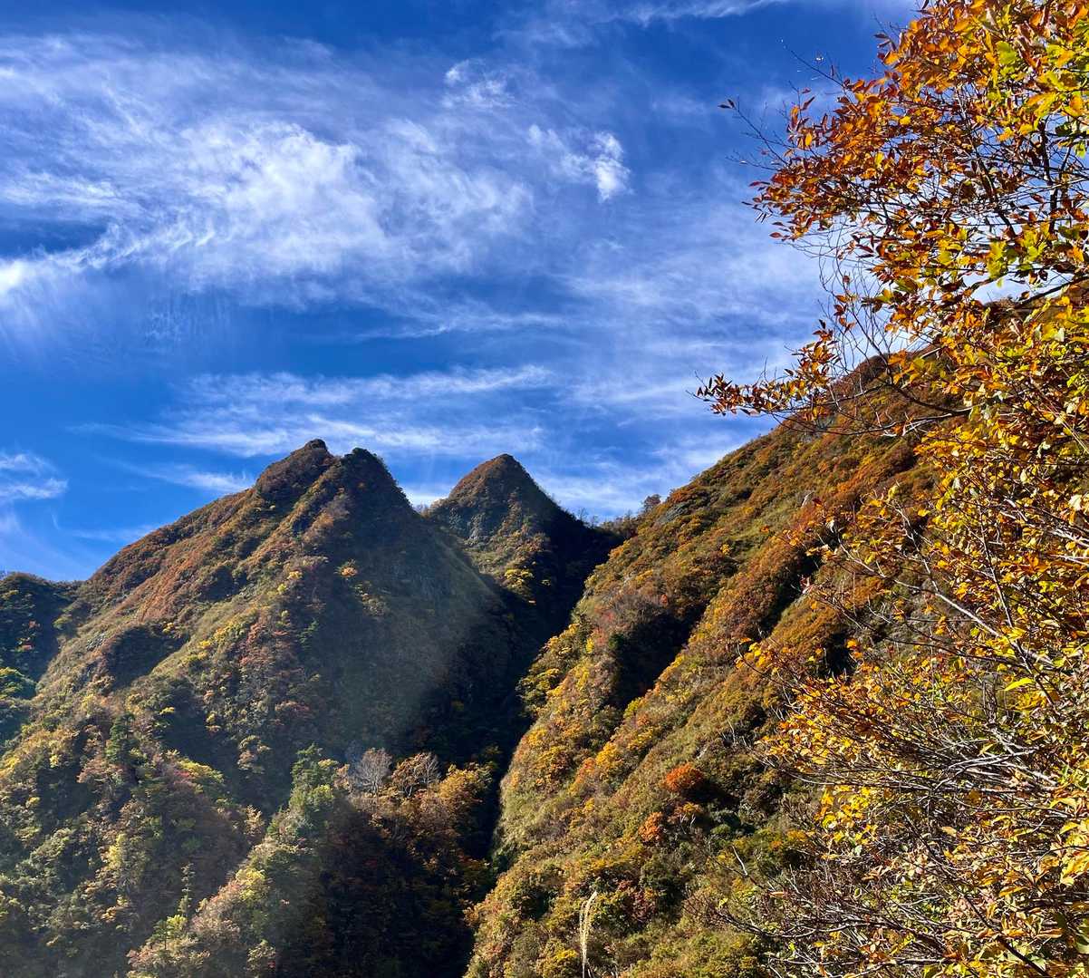 猫耳の見事な紅葉🍁
これが見たかったんですよねー