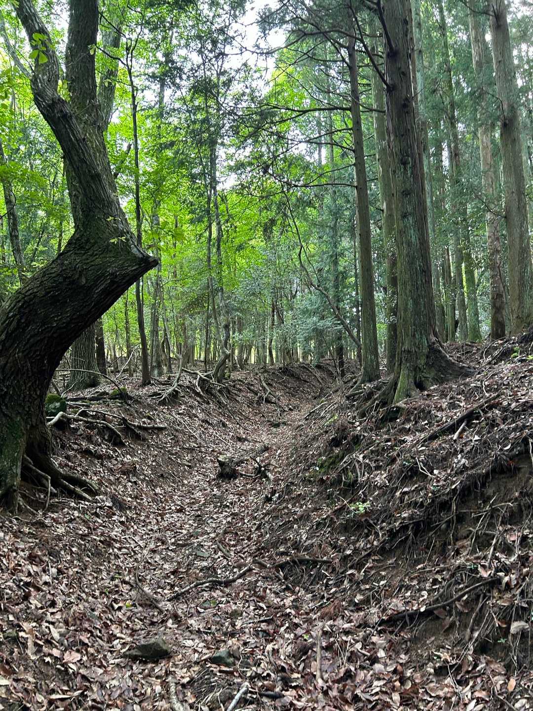やっと杉じゃない樹も出てきた。