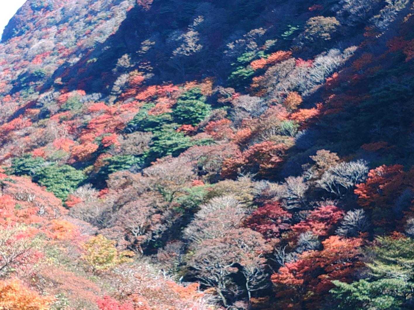 仁田峠登山口-仁田峠駅-あざみ谷-紅葉茶屋-西の風穴-北の 往復コースの写真