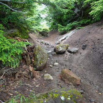 急な岩場を越えると斜度が弱まった。ほっとする