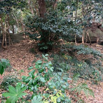 大亀岩🐢らしい
亀に見えなくもない