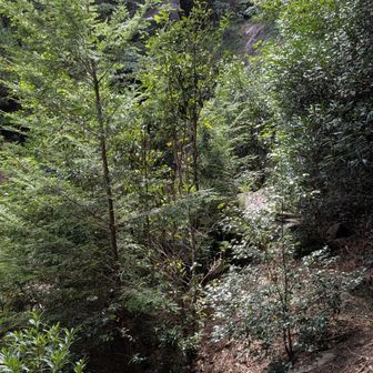 白糸の滝
のはずですが、音しか聞こえず…