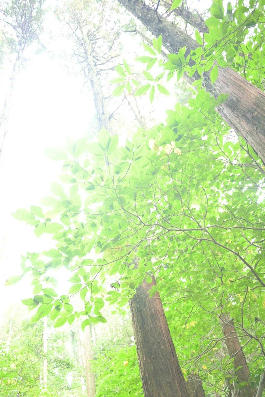 烏帽子岳登り口-烏帽子岳 往復コースの写真