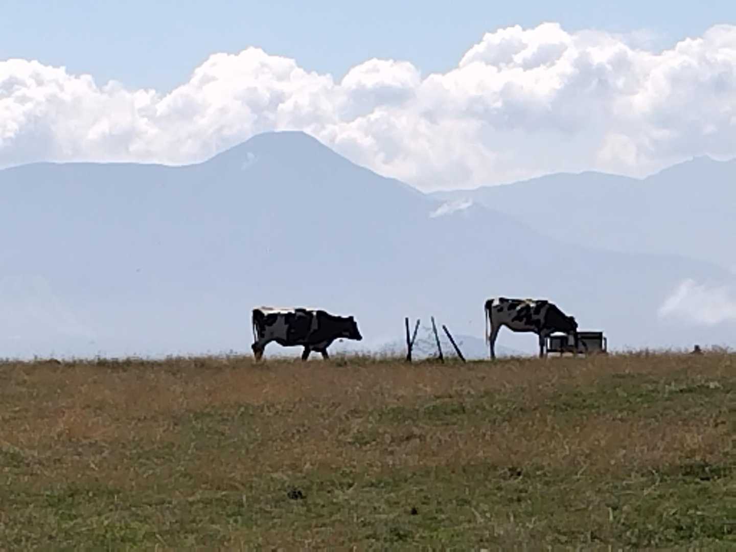 🐄🐄