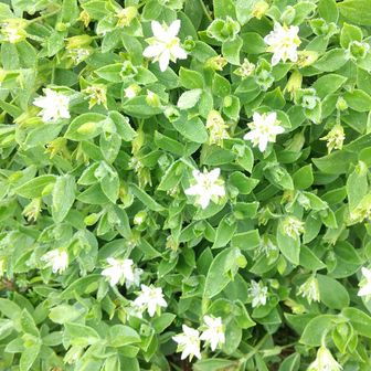 夢を背負ってユーザー