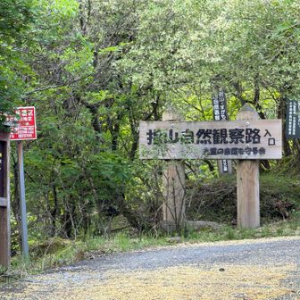 九重登山口から指山自然観察路経由で指山を目指す。
