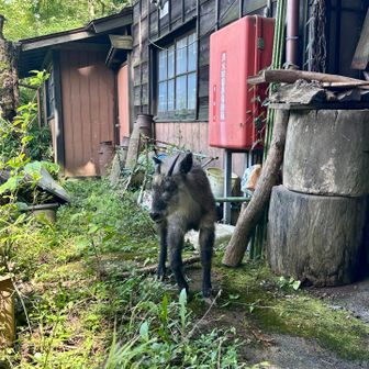 番犬のようにいるけどニホンカモシカだよね？