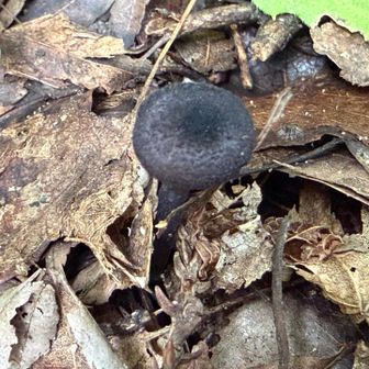 ブラック🍄