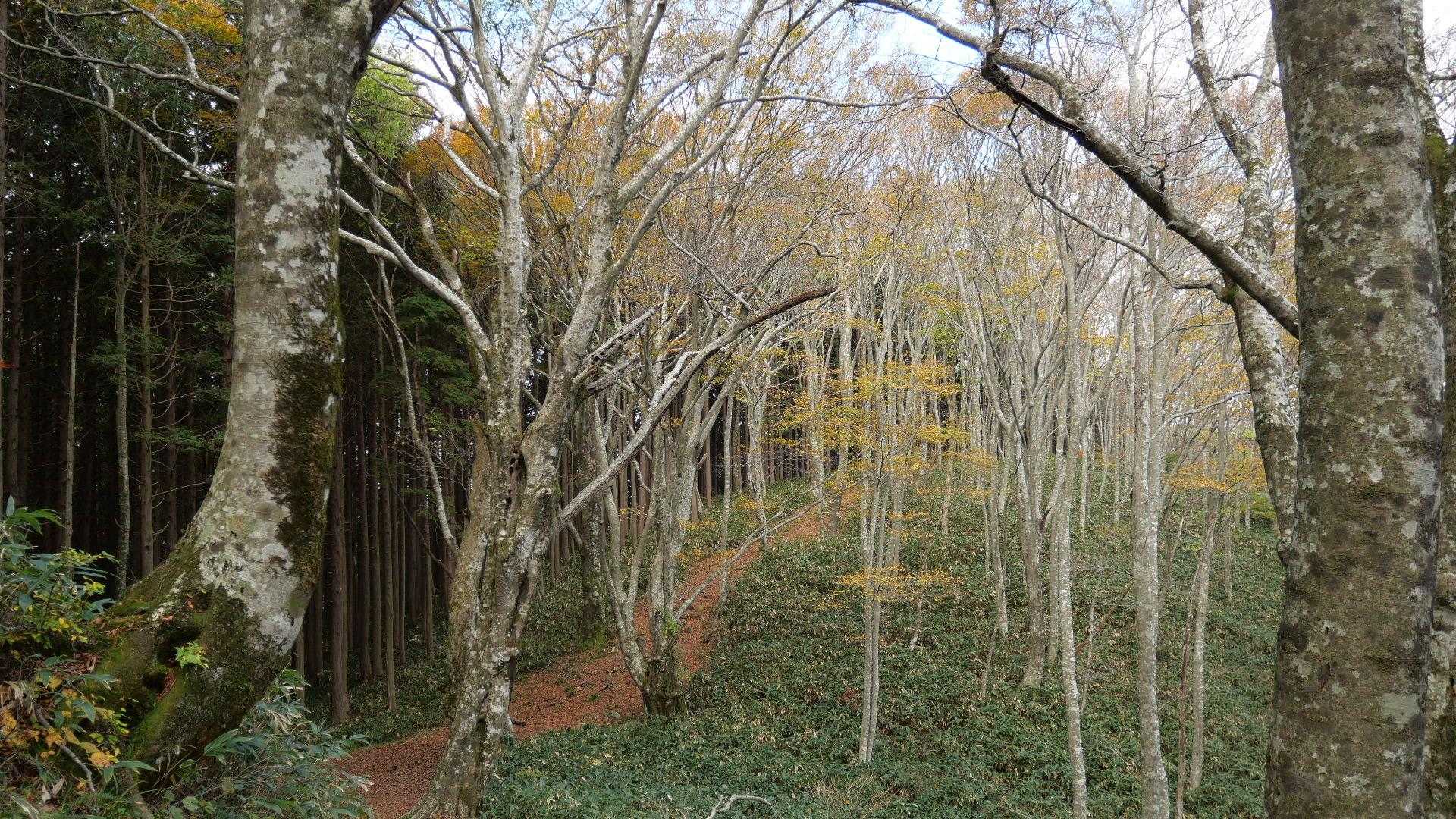 こちらは二年ぶりに歩く。
やはりブナの森を歩く道に癒される。