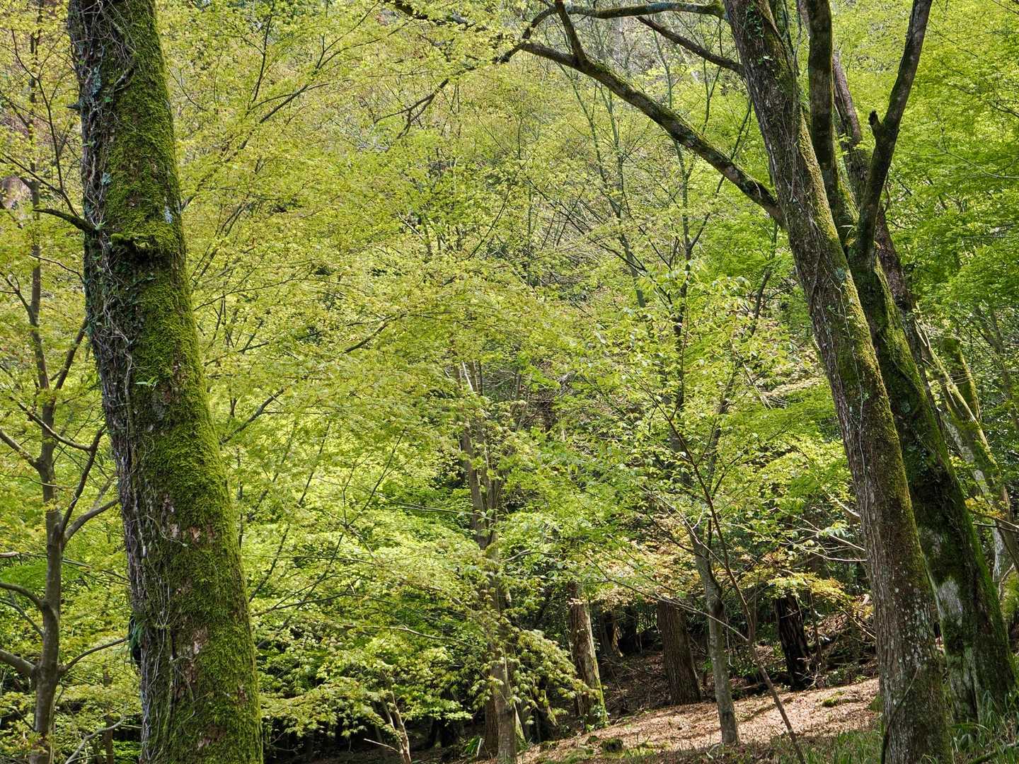 花も良いが、やはりグリーンが心地良い✨